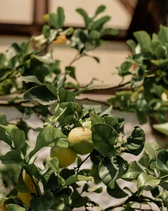 Grand Hotel Fasano Gardone Riviera Garden 17